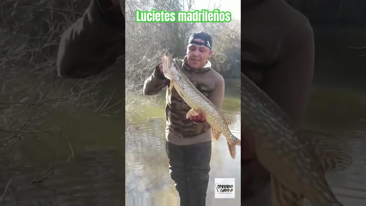 Lucios rio de Madrid 