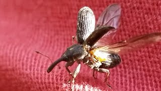 Weevil Lift Off: Facts & Flight