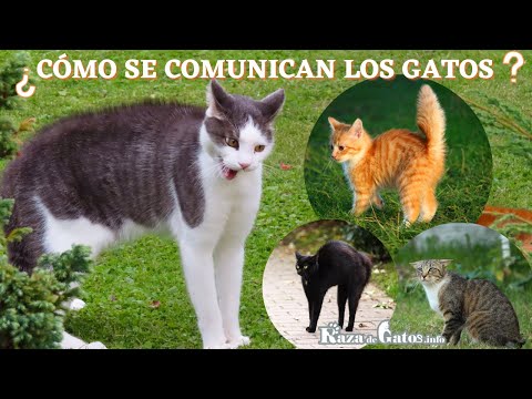 Video: Cómo Se Comunican Los Gatos - Lenguaje Corporal Del Gato