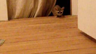 Ringo--My Ringtailed Cat