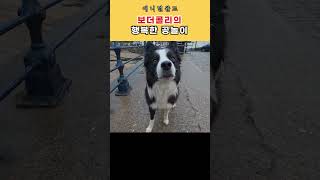 바닷가에서 보더콜리와 공놀이 하는 방법