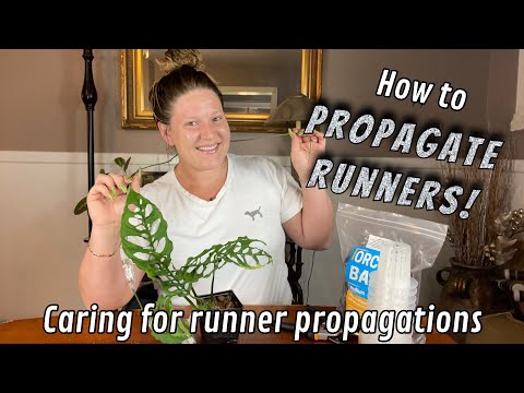 How to Propagate Runners! ||Propagating Monstera Obliqua Runner|| Caring for Runner propagations!