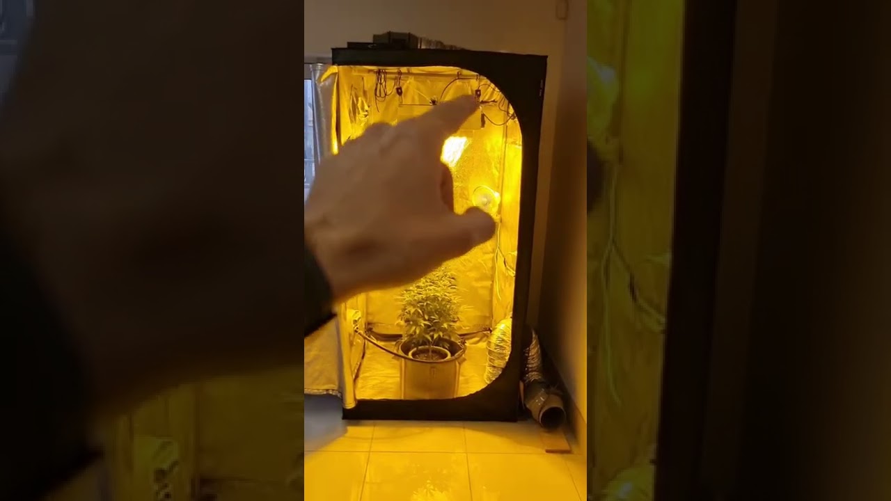 Our 1mx1m indoor tent setup. 