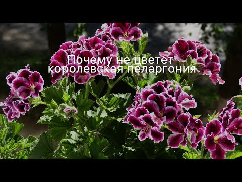 Video: Pelargonium, Floreciendo Como Un Rey