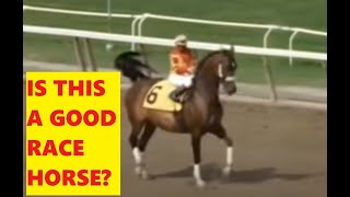 Vinnie Bought The Wrong Horse - Don&#39;t Ever Believe What A Horse Seller Tells You - Horse Traders Lie