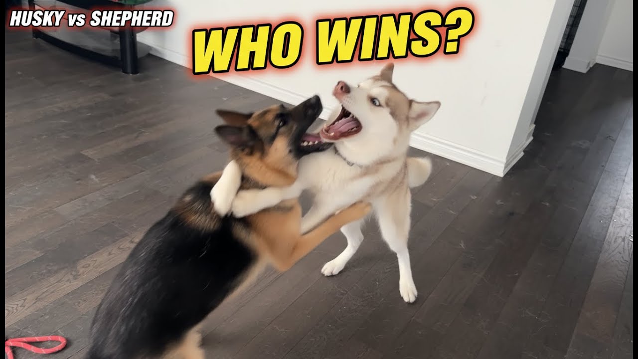 Husky vs German Shepherd: Who Wins This Epic Battle?!