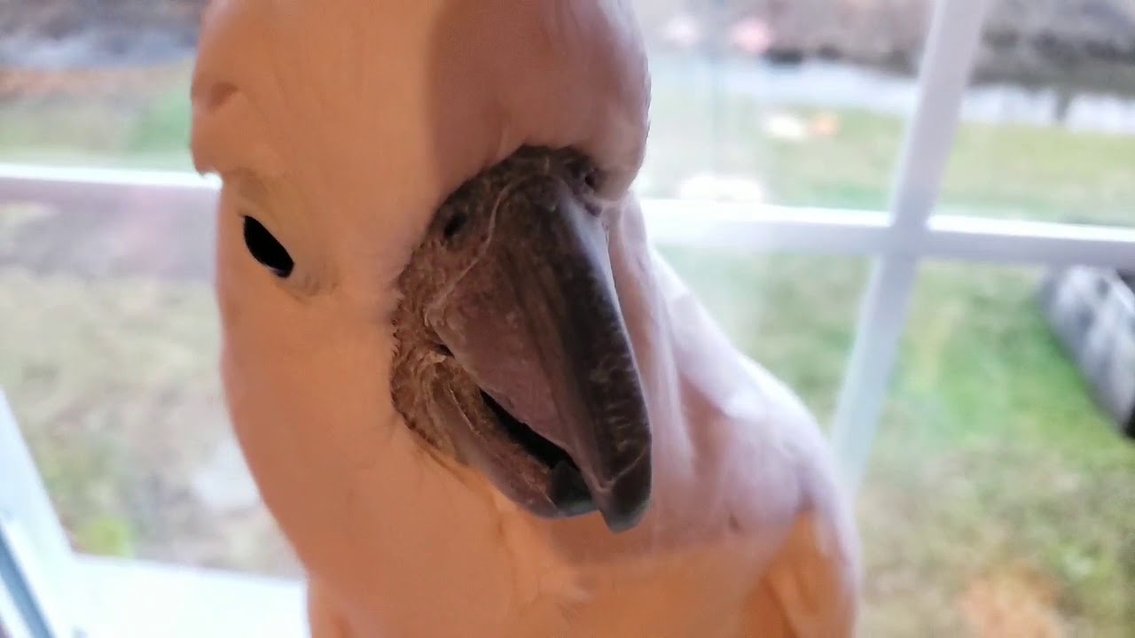 No Animals, Just Birds To Watch - YouTube