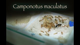 Camponotus maculatus|Пополнение колекции