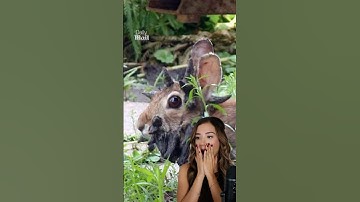 Zombie Rabbits Are Real?! Virus Explained!