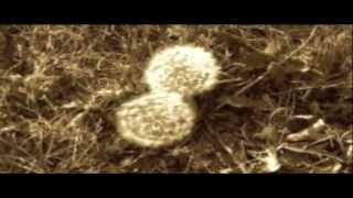 Widow Woman Book Trailer New