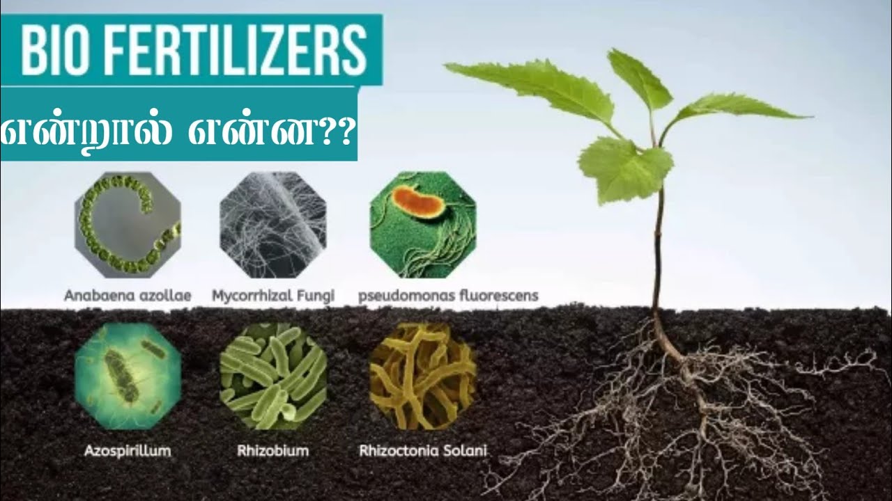 உயிர் உரங்களின் பயன் என்ன? எப்படி பெருக்குவது & பயன்படுத்துவது? / what is the uses of bio fertilizer
