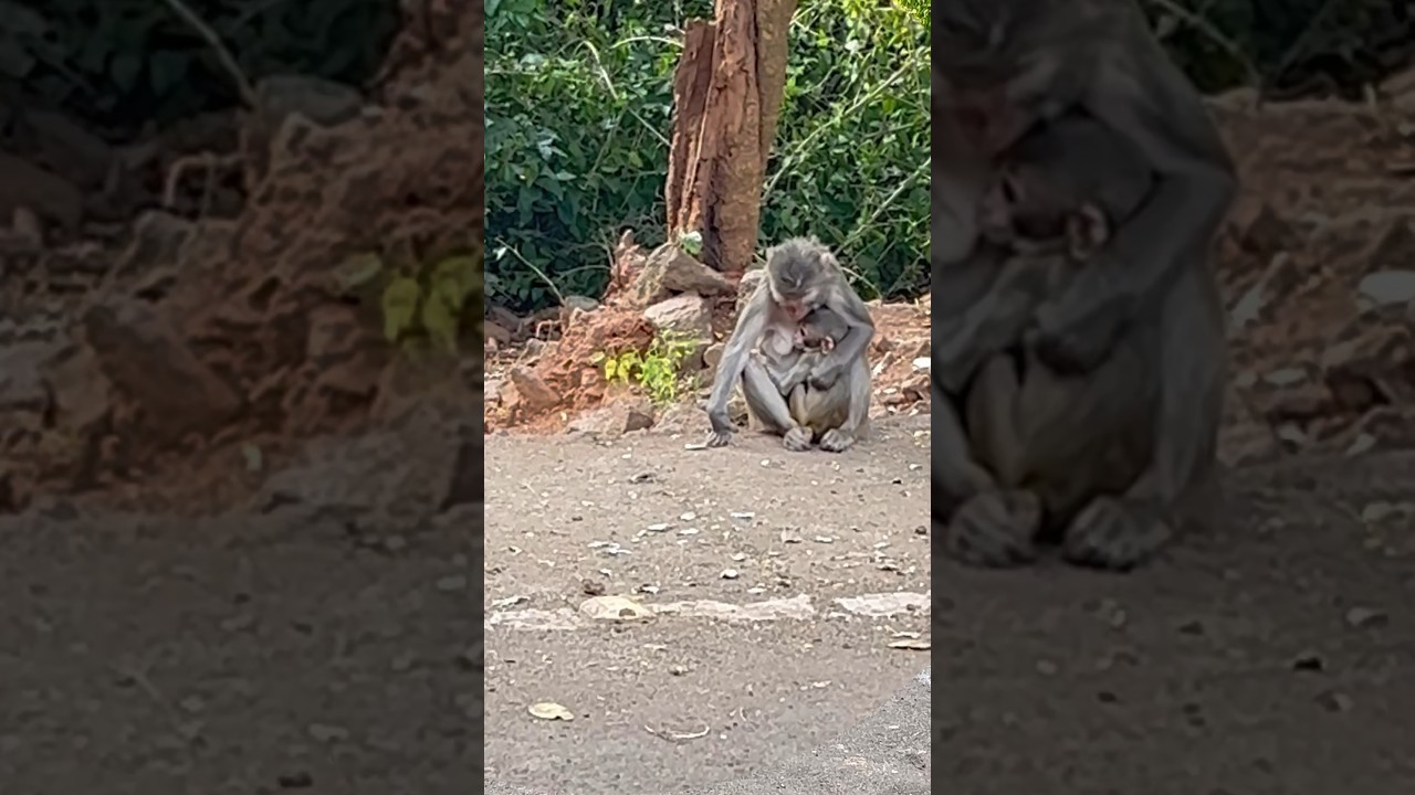 A dedicated Mother Monkey’s Nurturing Instincts 🙈