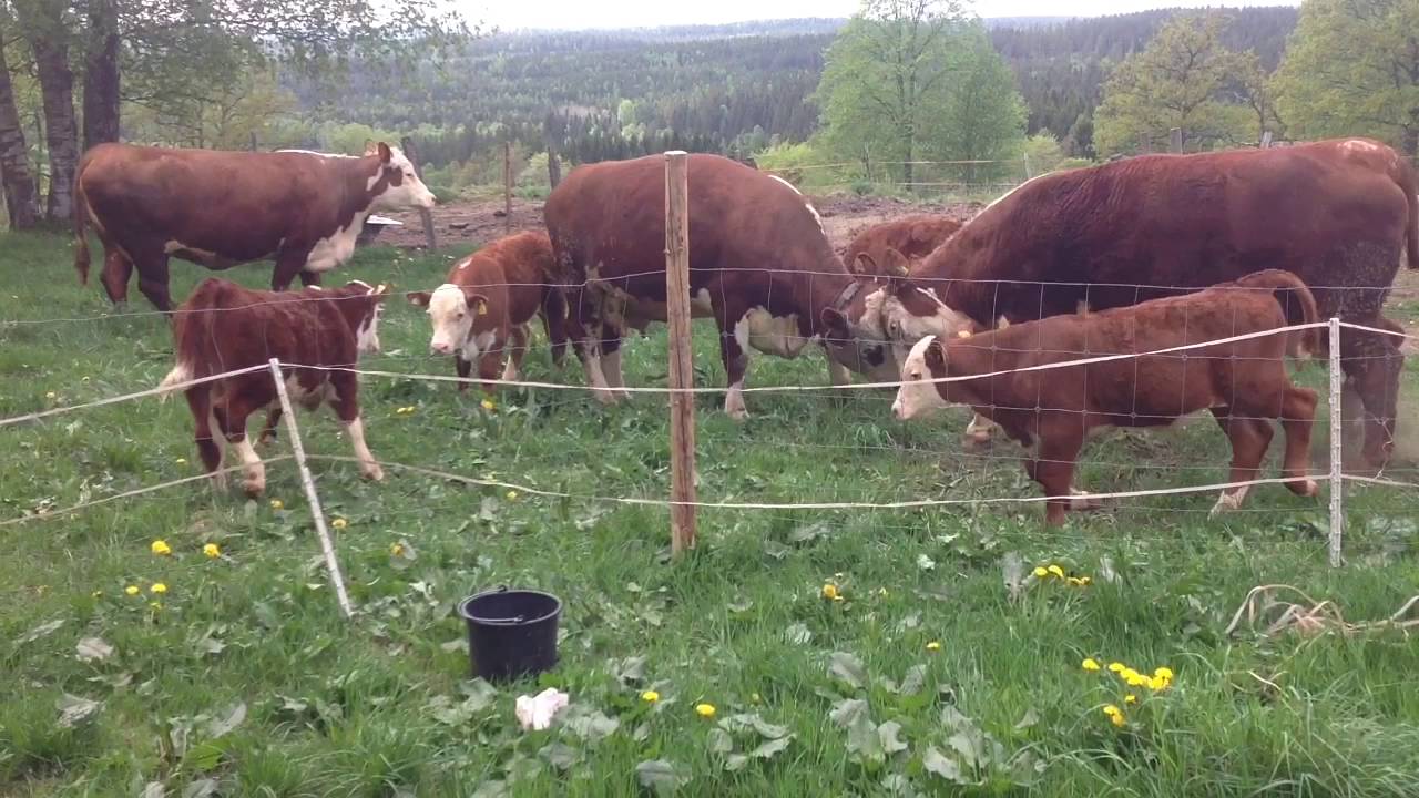 Kosläpp 2016 Elgarås Hereford