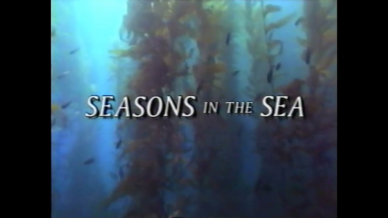 National Geographic Seasons in the Sea (1990) YouTube