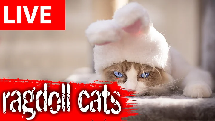 Video 11501261: funny cat live, cat loves playing, cute cat