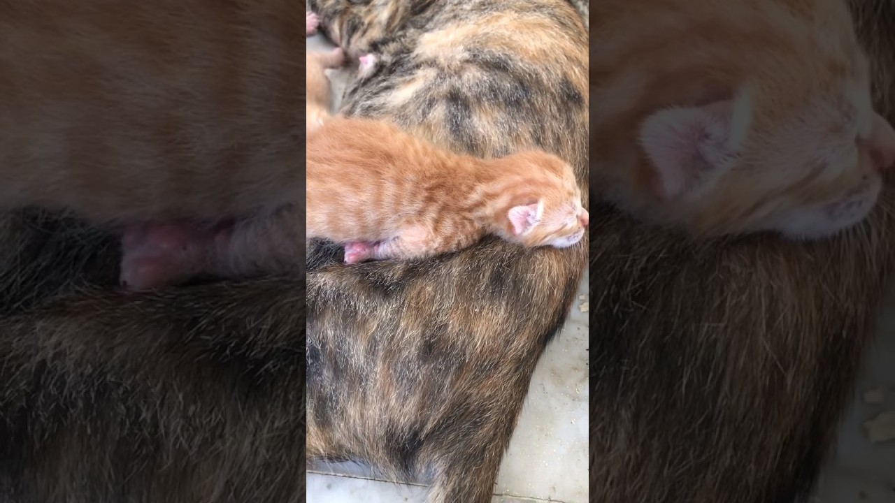 Cat give 3 cute babies @ our Qatar home 🤗