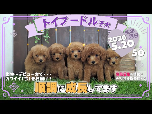 トイプードル子犬｜2026.5.20生（50日齢）｜オレンジフォーン｜女の子