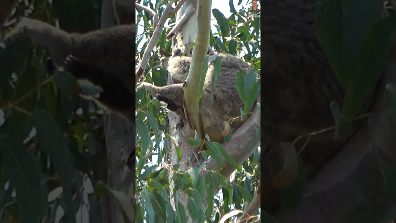 Парадокс: австралийский медведь, который медведем не является! 
