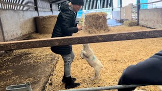 Feeding lambs day 2