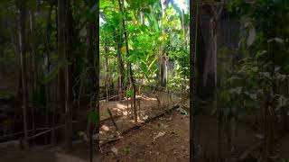 Panen Godong Telo Gaes dapurmungil tegalandaunsingkong dapursederhana