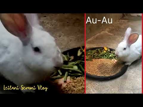 Meet Au-Au, the White Rabbit
