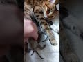 Бенгальские котята 2 дня отроду🐆🐆🐆