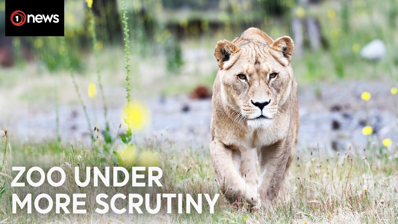 Orana Park leadership speaks to staff safety claims | 1News on TVNZ+