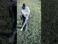 Dead dance