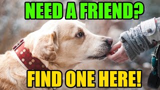 Tucson Arizona | Adopt a Dog or Cat at Pima Animal Care Center | PACC