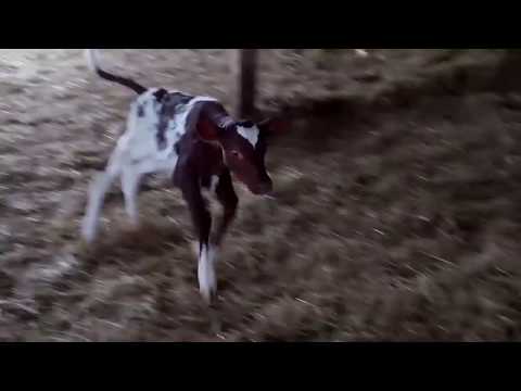 calves-happily-running-for-the-first-time