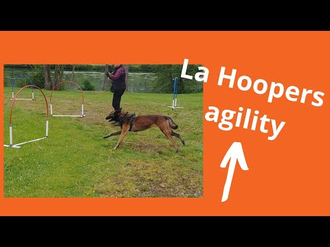 Vidéo: Dog Agility Training: convient-il à votre animal de compagnie?