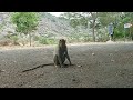 Hiccup Monkey - Affe mit Schluckauf - Macaca radiata singultus/vomitu...