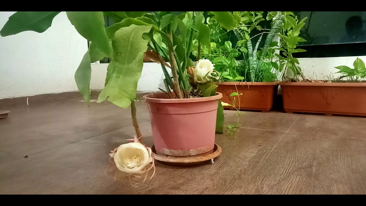 Brahma kamalam, Brahma kamal Blooming at Home | ब्रह्म कमल | బ్రహ్మ