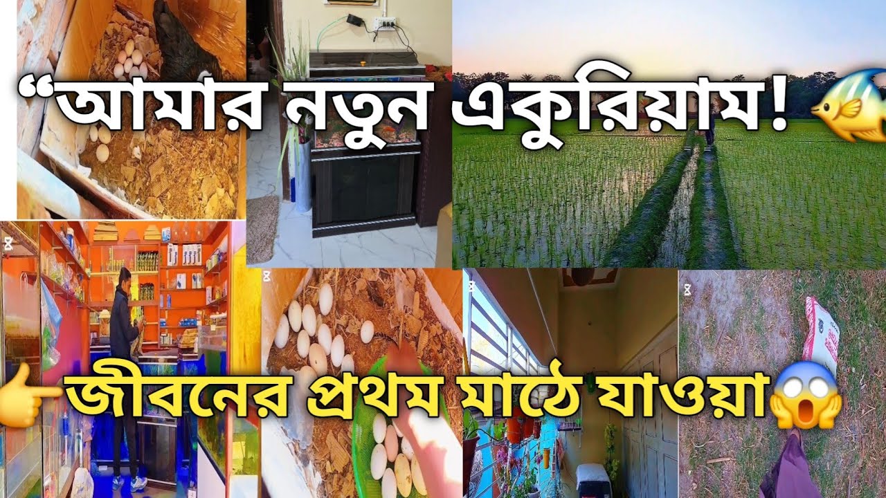 ✅ ১০ বছরে প্রথম মাঠে! 😱 পেঁপে বাগানে গিয়ে কি হল | গ্রামের জীবন & একুরিয়াম সাজানো