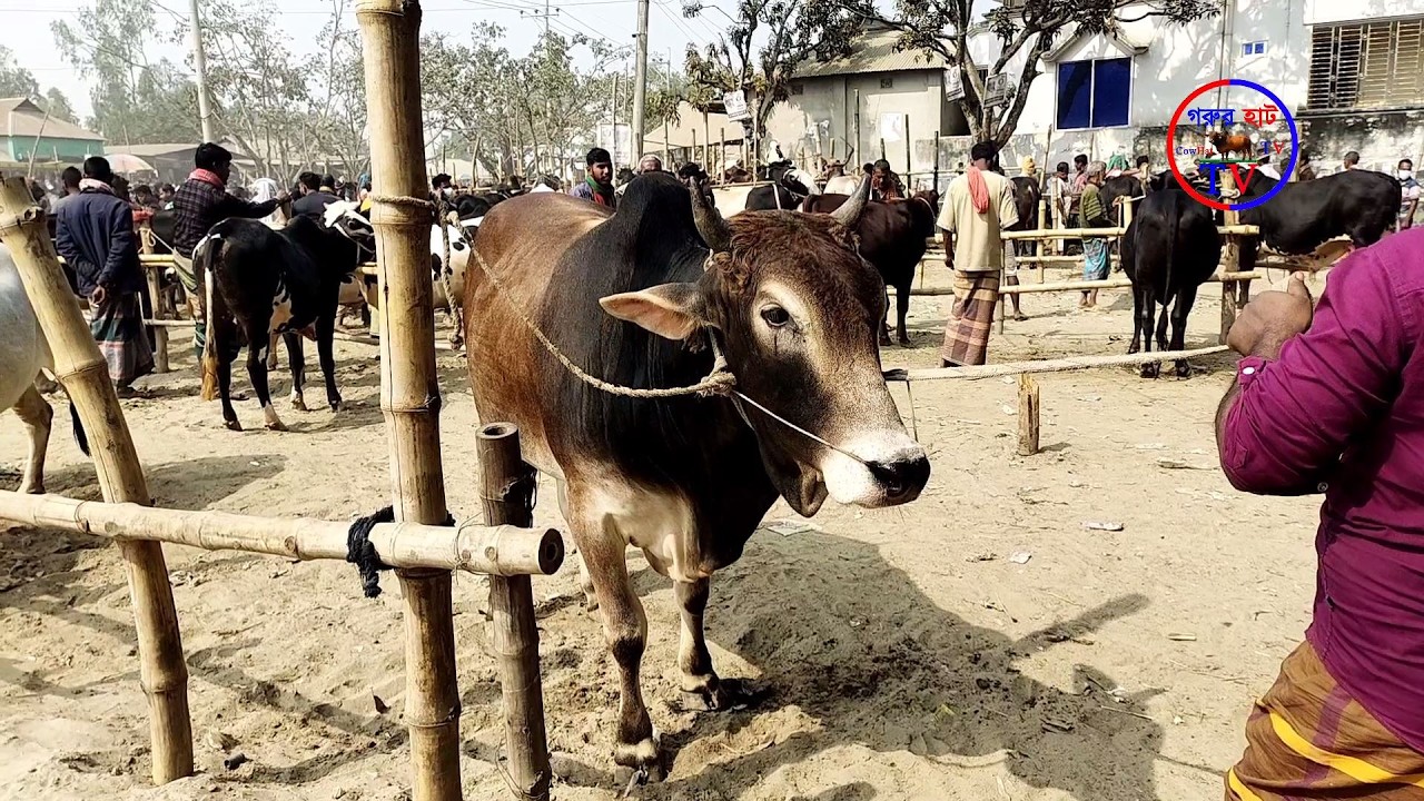 @23/02/2026 খামার উপযোগী ষাড় গরু কিনুন পিংনা গরুর হাট থেকে। গরুর হাট ২০২৬। গরুর হাট TV। CowHatTV