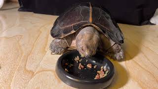 Asian Giant Tortoise Eating Show (ASMR)