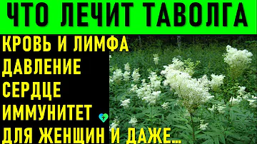 Уникальная трава Таволга: Лечебные свойства для сердца, крови и лимфы, женщин и ...