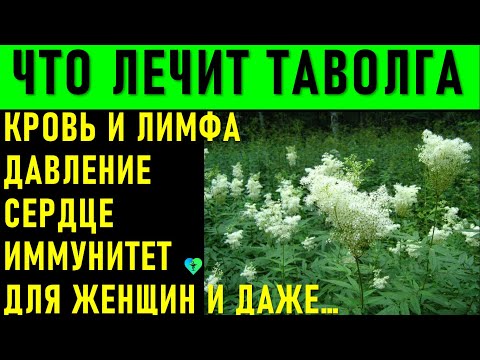 Уникальная Трава Таволга: Лечебные Свойства Для Сердца, Крови И Лимфы, Женщин И ...