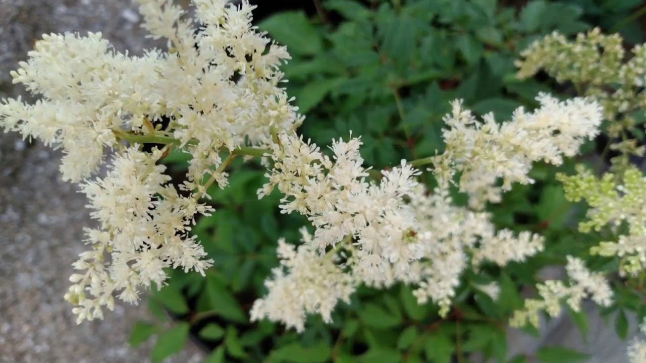 west hazleton pennsylvania mcglynn quinn lesney prokopovich larock moser shafebook