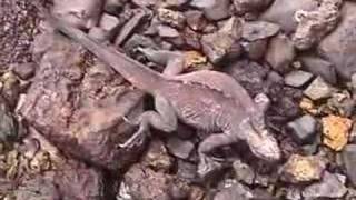 Galapagos Islands - Chapter1 - Arrival