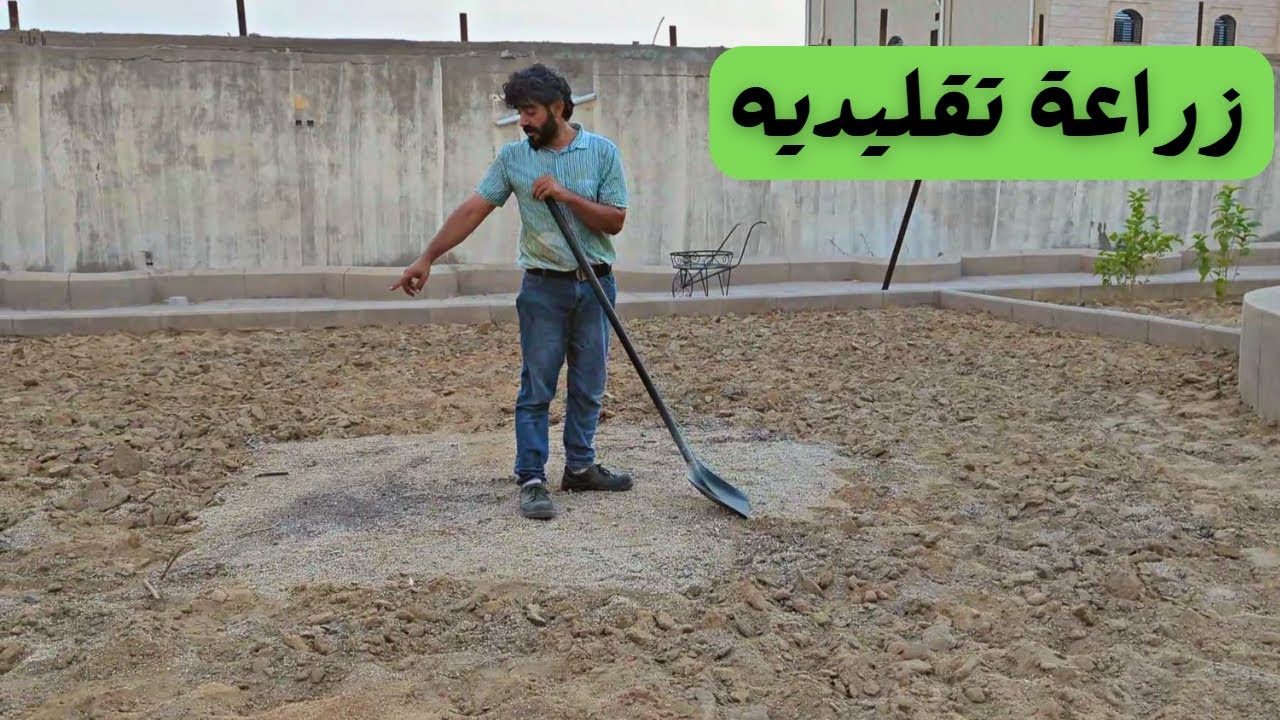 جربنا زراعة الشعير في البيت !! ؟؟