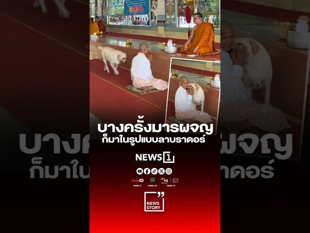 บางครั้งมารผจญ ก็มาในรูปแบบลาบราดอร์