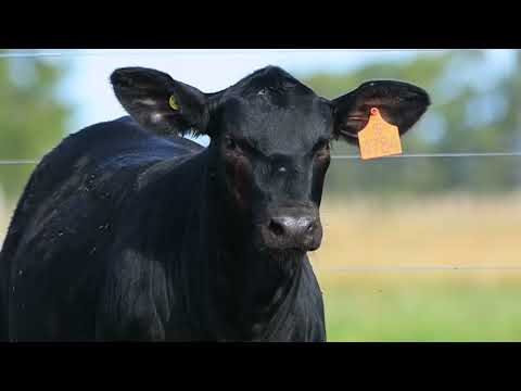 LOTE 30   TAT 4784 F Brangus