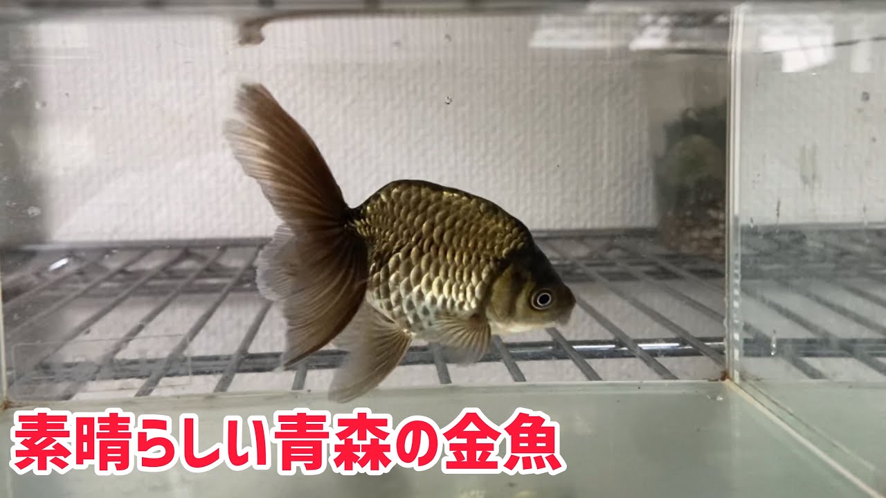 津軽錦 我が家の津軽錦を紹介 青森の地金魚 Youtube