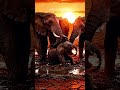 Trapped! Baby Elephant Rescue by Herd 🐘 Mud Pit Struggle