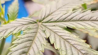 Z-Up and Mystery Auto update Ending week 2 Veg Fastbuds genetics