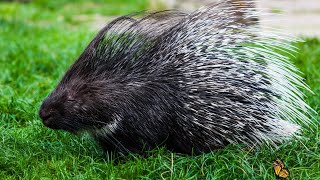Prickly Adventures The Amazing Life Of Porcupines.