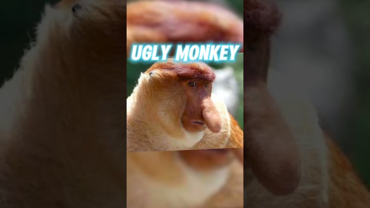 The Ugliest Animals to Exist !! 