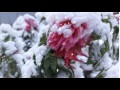 Paul mauriat  tombe la neige