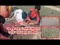 একজন তরমুজ চাষী কিভাবে তাদের নার্সারি তৈরি করে || Watermelon || Easy Vlog by Riaz 